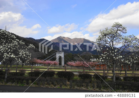 March Hino 22 Hakumo Klen和Kawazu Sakura·Hino Togawa Park March Hino 22 Hakumo Klen和Kawazu Sakura·Hino Togawa Park 48889131