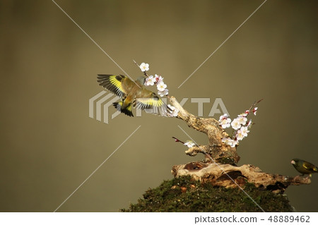 Bellflower, bird, spring 48889462