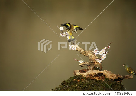 Bellflower, bird, spring 48889463