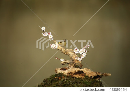 Bellflower, bird, spring 48889464