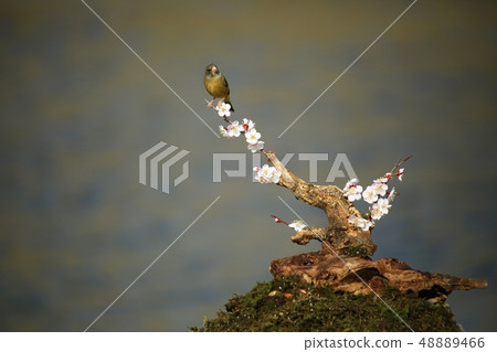 Bellflower, bird, spring Bellflower, bird, spring 48889466