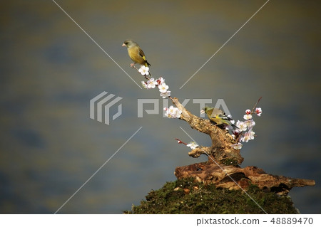 風鈴草，鳥，春天 48889470