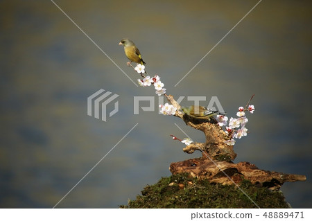 風鈴草，鳥，春天 48889471