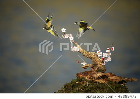 風鈴草,鳥,春天 風鈴草,鳥,春天 48889472