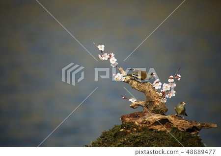 Bellflower, bird, spring 48889477