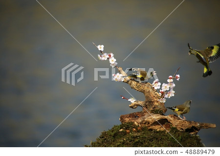 Bellflower, bird, spring Bellflower, bird, spring 48889479