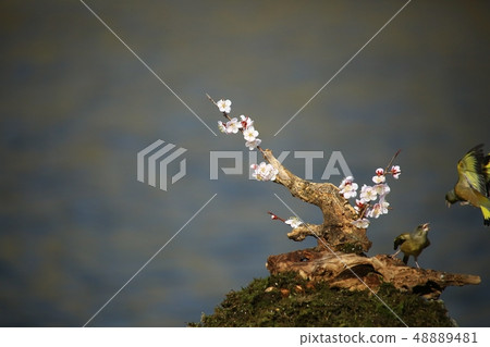 風鈴草,鳥,春天 風鈴草,鳥,春天 48889481