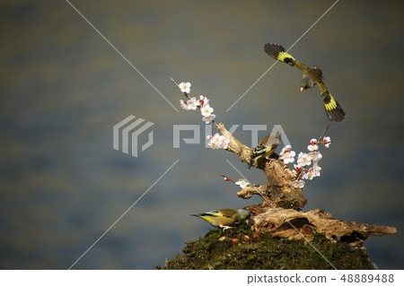 Bellflower, bird, spring 48889488