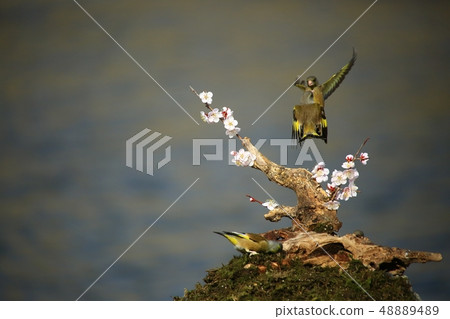 Bellflower, bird, spring 48889489