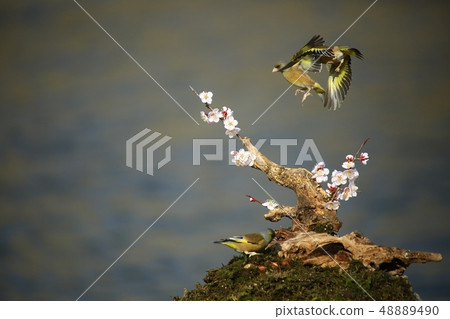Bellflower, bird, spring 48889490
