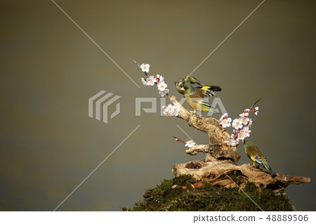 Bellflower, bird, spring 48889506