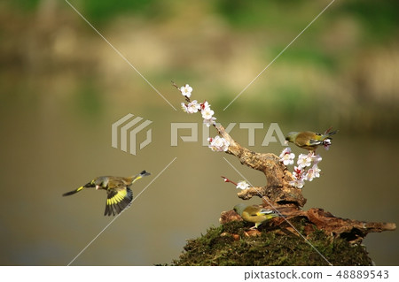 風鈴草，鳥，春天 48889543