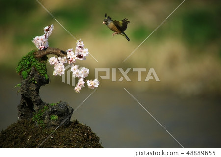 春天,風箱的愛 春天,風箱的愛 48889655