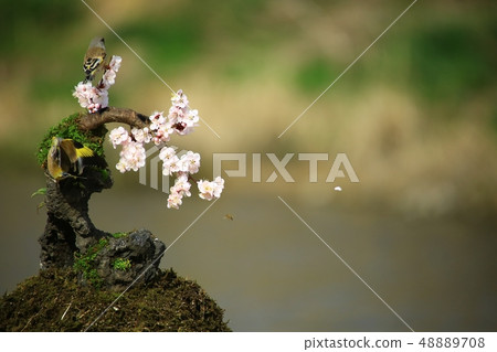 The love of bellows, spring 48889708