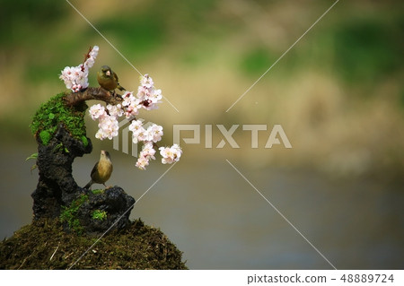 春天，風箱的愛 48889724