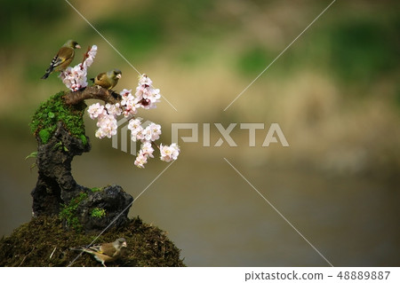 鳥的翅膀,鳥 鳥的翅膀,鳥 48889887