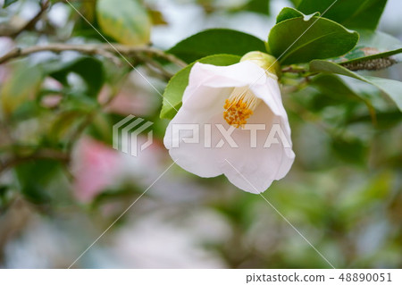 Kotohana Figure Scroll 48890051