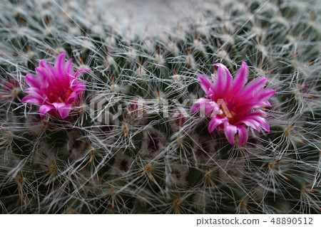 Cactus flower tamakina 48890512