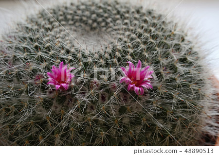 Cactus flower tamakina 48890513