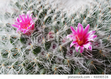 Cactus flower tamakina Cactus flower tamakina 48890516