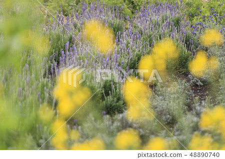 Lavender and rape blossoms 48890740