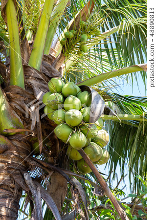 Coconut tree with coconut fruit Coconut tree with coconut fruit 48890813