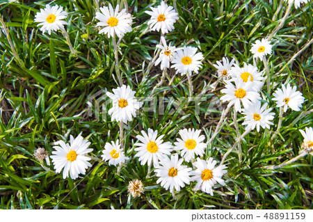 Native Australian flowers  48891159