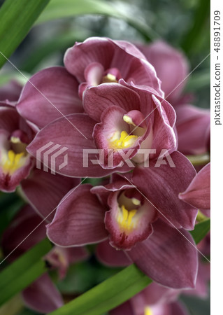 Flower Flower 48891709