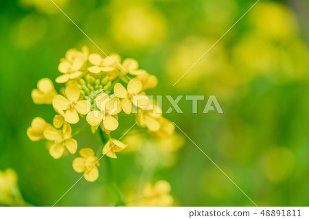 Rape blossoms blooming along the river 48891811