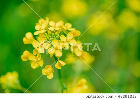 Rape blossoms blooming along the river 48891812