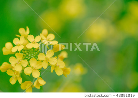 強姦開花沿河開花 強姦開花沿河開花 48891819