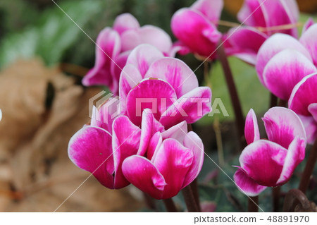 仙客來 仙客來 48891970