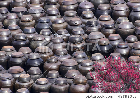 Changdok, Plum, Cheonmyeongsil farm, Gwangyang, Jeonnam 48892013