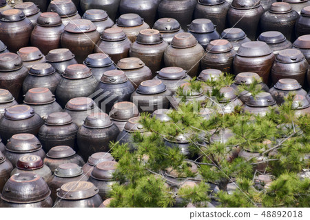 Changdok, Pine, Cheongmyeongsil farm, Gwangyang, Jeonnam 48892018