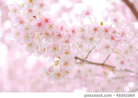 Cherry blossoms in the cloudy sky Cherry blossoms in the cloudy sky 48892069