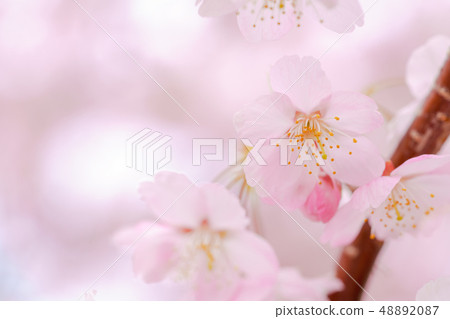 Cherry blossoms in the cloudy sky 48892087