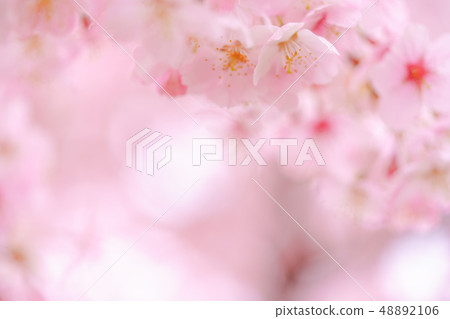 Cherry blossoms in the cloudy sky 48892106
