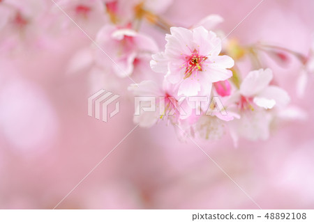 Cherry blossoms in the cloudy sky 48892108