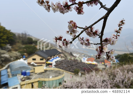 梅花,Cheongmyeongsil農場,光陽,全南 梅花,Cheongmyeongsil農場,光陽,全南 48892114