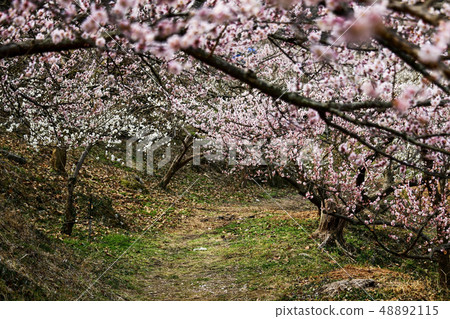 梅花,Cheongmyeongsil農場,光陽,全南 梅花,Cheongmyeongsil農場,光陽,全南 48892115