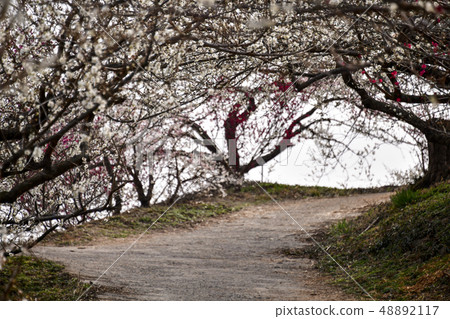 梅花，Cheongmyeongsil農場，光陽，全南 48892117