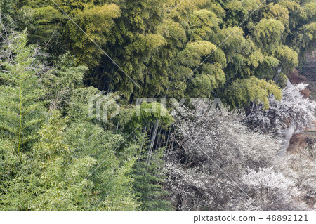 Plum, Cheongmyeongsil farm, Gwangyang, Jeonnam Plum, Cheongmyeongsil farm, Gwangyang, Jeonnam 48892121