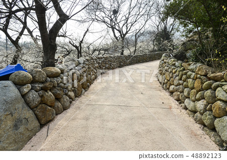 梅花,Cheongmyeongsil農場,光陽,全南 梅花,Cheongmyeongsil農場,光陽,全南 48892123