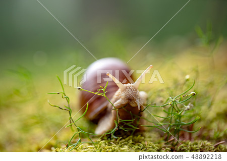 Helix pomatia also Roman snail, Burgundy snail 48892218