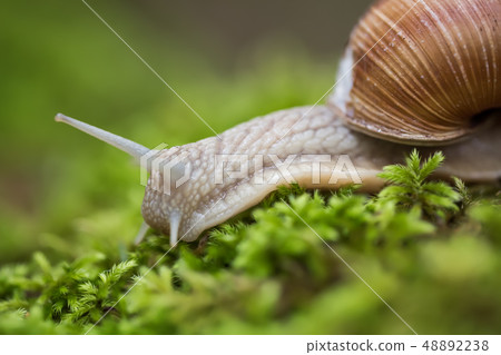Helix pomatia also Roman snail, Burgundy snail 48892238