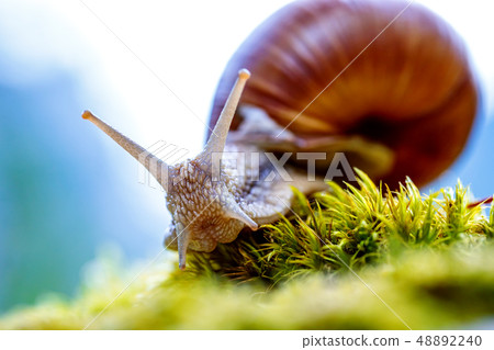 Helix pomatia also Roman snail, Burgundy snail 48892240