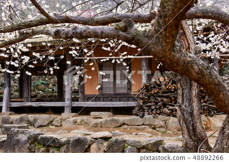 梅花，Cheongmyeongsil農場，光陽，全南 48892266