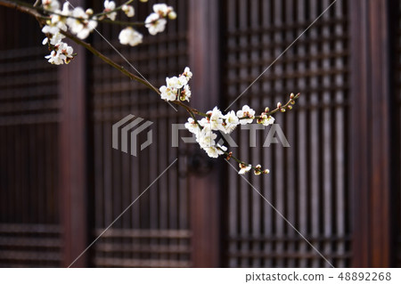 梅花，Cheongmyeongsil農場，光陽，全南 48892268