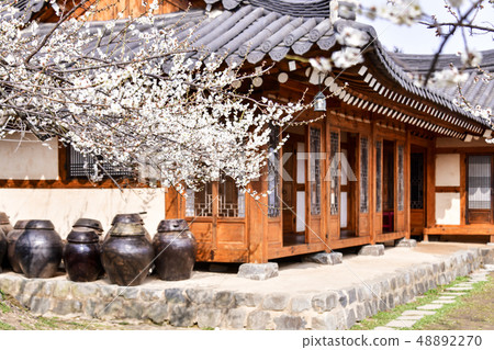 梅花，Cheongmyeongsil農場，光陽，全南 48892270