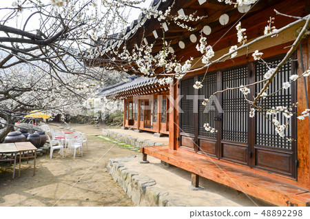 Plum, Cheongmyeongsil farm, Gwangyang, Jeonnam 48892298